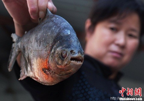 Xuất hiện cá ăn thịt người ở Trung Quốc